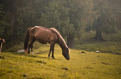 Ló legel a vendégház melletti réten